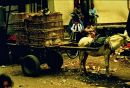 Live Chicken Seller, Cairo